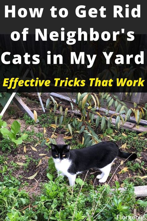 How to Get Rid of Cats Cat Sanctuary Outdoor, How To Repel Cats From Yard, How To Repel Stray Cats, How To Keep Cats Out Of Sand Boxes, Cat Yard Deterrent, Natural Cat Repellent Yards, Stray Cat Repellent Yards, How To Get Rid Of Cats, How To Get Rid Of Cats On My Porch