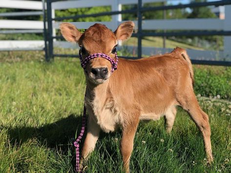 Mini Jersey Cow, Small Cows, Cow Breeds, Jersey Cattle, Cow Facts, Miniature Cattle, Milk Cows, Miniature Cows, Small Cow