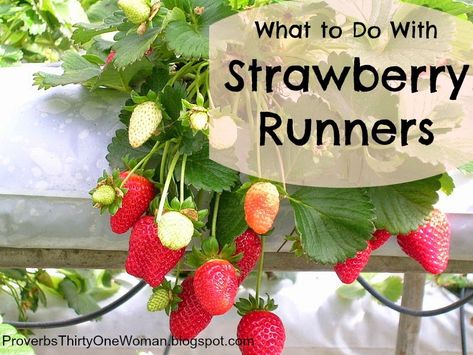 Proverbs 31 Homestead: What to Do with Strawberry Runners Strawberry Runners, Strawberry Bush, Cut Strawberries, Plants Growing, Growing Strawberries, Gardening 101, Rabbit Food, Strawberry Plants, Proverbs 31 Woman