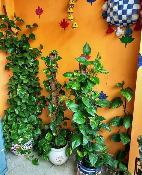 Money Plant Hanging Ideas, Money Plant Images, Hanging Decoration Ideas, Wall Climbing Plants, Beautiful Houseplants, Money Plants, Grow Money, Pothos Plants, Fairy Garden Pots