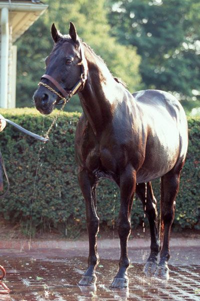 Seattle Slew Seattle Slew, Horses Racing, May 2002, Derby Time, Thoroughbred Racehorse, American Pharoah, Derby Winners, Triple Crown Winners, Fayette County