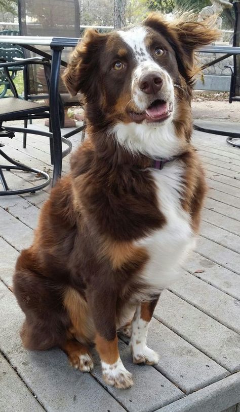 Red Tri Australian Shepherd, Aussie Puppy, Aussie Shepherd, Aussie Puppies, Aussie Dogs, Australian Shepherd Dogs, Australian Shepherds, Collie Dog, Big Dreams