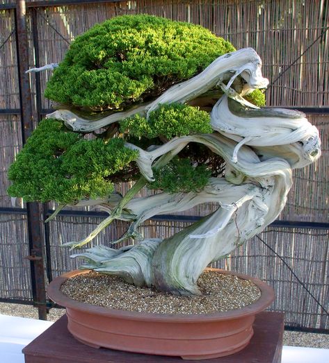 Crazy Bonsai Tree | This is the coolest tree ever. EVER. | LloydVincent | Flickr Tree In A Pot, Juniper Bonsai, Bonsai Art, Miniature Trees, Bonsai Plants, Tree Seeds, Bonsai Garden, Photo Tree, Growing Tree