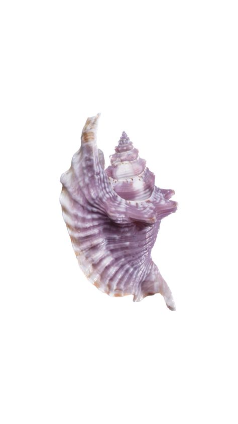 Shell Icon, Purple Ios, Weird Sea Creatures, Ocean Iphone, Purple Beach, Fish Icon, Beach Icon, Cute Summer Wallpapers, Wallpaper Iphone Summer