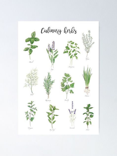 "Culinary herbs" Poster by InnaPatiutko | Redbubble Herbs Poster, Herbs Wall, Watercolor Herbs, Herb Art, Herb Prints, Herb Wall, Poster Watercolor, Culinary Herbs, Hand Lettering Alphabet