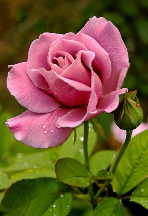 Pinterest: Ranimay99 Hybrid Tea Roses Garden, Hybrid Tea Roses Care, Shrub Garden, Flower Bush, Rose Seeds, Perennial Shrubs, Wallpaper Flower, Rose Pictures, Hybrid Tea Roses