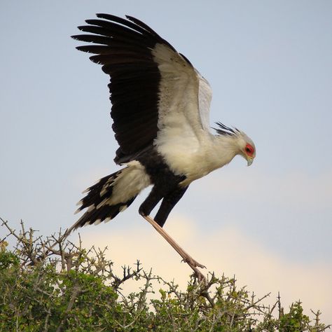 Sagittarius Serpentarius, Trees At Night, Secretary Bird, Masai Mara National Reserve, Acacia Tree, The Secretary, Flightless Bird, On Safari, Bird Of Prey