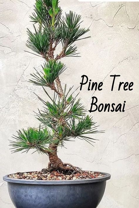 Explore the Pine Tree Bonsai—a miniature of majestic pines, with slender needles and textured bark, embodying nature's essence. Plant enthusiasts value its symbolic strength and peaceful ambiance. Dive into our article for insights on cultivating and shaping Pine Tree Bonsai, revealing care practices, styling techniques, and serene beauty in bonsai collections. Photo Credit: @eco_bonsai Black Pine Bonsai, Bonsai Fertilizer, Bonsai Pruning, Bonsai Tree Types, Bonsai Care, Pine Bonsai, Bonsai Techniques, Bonsai Tree Care, Bonsai Soil