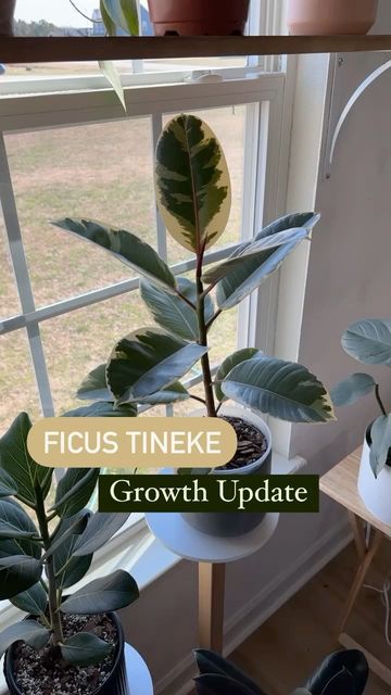 Ficus Tineke, Cast On Knitting, Jungle Vibes, Rubber Plant, Plant Health, New Growth, Plant Lover, Plant Care, House Plants