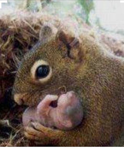 Birth Videos, Veterinary Technician, Give Birth, Rare Videos, Koala Bear, Squirrels, Pet Health, Veterinarian, Under The Sea