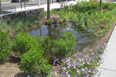 Design Your Landscaping to Handle Stormwater Runoff | Earth911.com Rain Garden Design, Stormwater Management, Eco Friendly Garden, Water Pollution, Dry Creek, Water Management, Water Wise, Sustainable Garden, Rain Garden