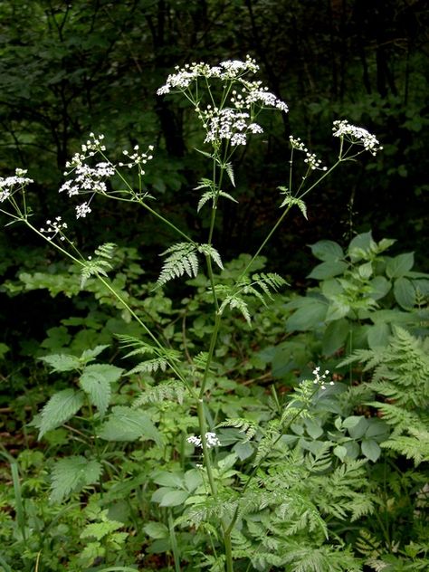 Anthriscus Sylvestris, Cow Parsley, Meadow Garden, Cottage In The Woods, Small White Flowers, Herbaceous Perennials, Wild Plants, Little Cottage, Gorgeous Gardens