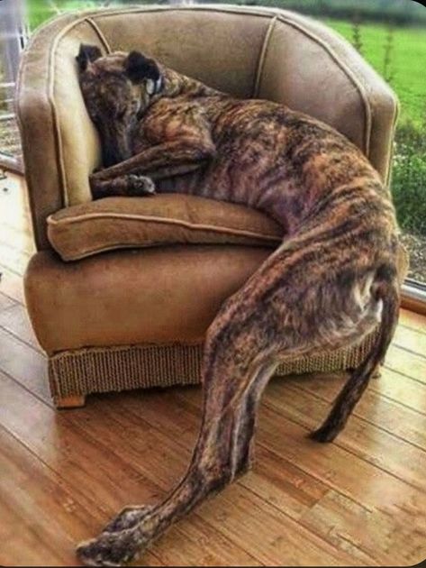 Brindle Greyhound, Greyhounds Funny, Greyhound Sculpture, Greyhound Pictures, Sleepy Dog, Grey Hound, Dog Quotes Love, Greyhound Art, Sleepy Dogs