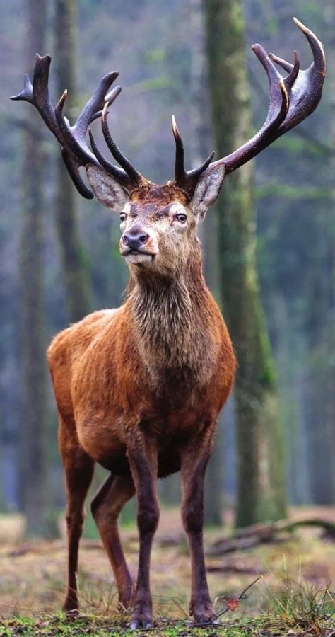 Deer Reference, Deer With Antlers, Deer Photography, Deer Photos, Deer Pictures, Stag Deer, Deer Stags, Red Deer, Majestic Animals