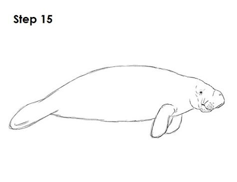 Manatee Drawing 15 Manatee Outline, Manatee Drawing, Animal Tutorial, Pond Animals, Drawing Instructions, Sea Cow, Manatees, Animal Designs, Rock Painting Designs