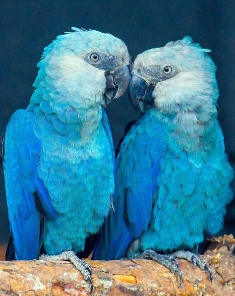 Film Rio, Blue Macaw, Shark Art, American Animals, Macaw Parrot, Baby Animals Pictures, Blue Birds, Rare Animals, Dinosaur Art