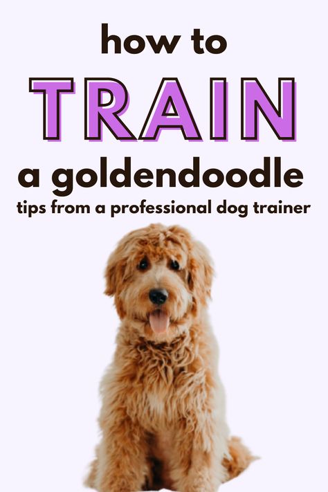 Goldendoodle Puppy Must Haves, Goldendoodle Puppy Training, Golden Doodle Must Haves, Grooming A Goldendoodle, Golden Doodle Training Tips, Straight Hair Goldendoodle Haircut, Golden Doodle Accessories, Training Goldendoodle Puppy, How To Groom A Goldendoodle