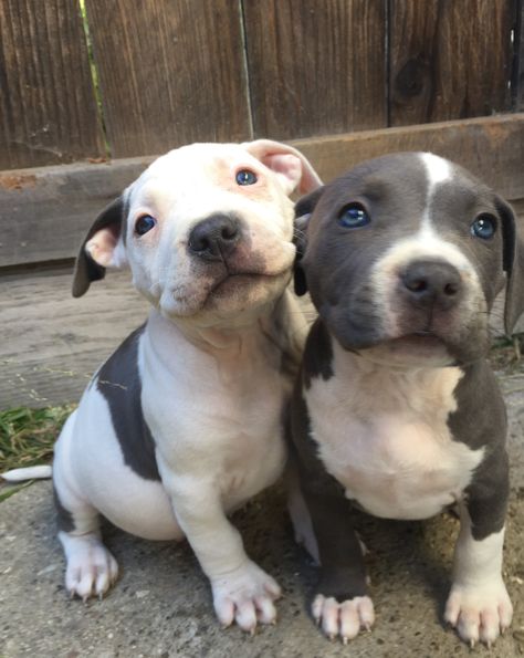 Amstaff American Staffordshire Terrier, American Staffordshire Terrier Puppies, Pitbull Terrier Puppies, Staffordshire Bull Terrier Puppies, Very Cute Puppies, Cute Animals Puppies, Very Cute Dogs, Really Cute Dogs, Puppies And Kitties