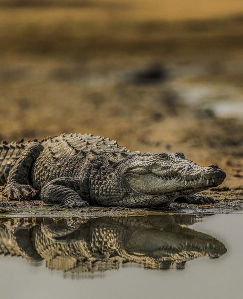 Mugger Crocodile, Crocodile Facts, Crocodile Pictures, Crocodile Species, Crocodile Eyes, Chitwan National Park, Crocodile Tattoo, American Crocodile, Nile Crocodile