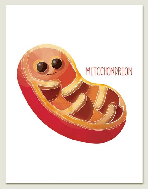 Mitochondrion Archival Print of Original Illustration Science Drawing, Cells Project, Biology Classroom, Science Stickers, Biology Art, Ap Biology, Science Illustration, Animal Cell, Biology Lessons