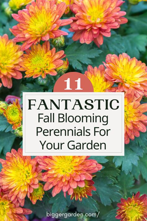 Discover the secret to a vibrant autumn garden with our guide to 11 stunning fall-blooming perennials. From fiery reds to golden hues, these resilient plants will elevate your outdoor space into an enchanting seasonal wonderland. Click to uncover the full list and follow us for more inspiring gardening ideas! Autumn Blooming Flowers, Perennial Bulbs To Plant In Fall, Fall Blooming Plants, Fall Flowering Perennials, Perennials To Plant In The Fall, Easiest Perennials To Grow, Fall Perinneals, Fall Planting Perennials Zone 5, Late Summer Blooming Perennials