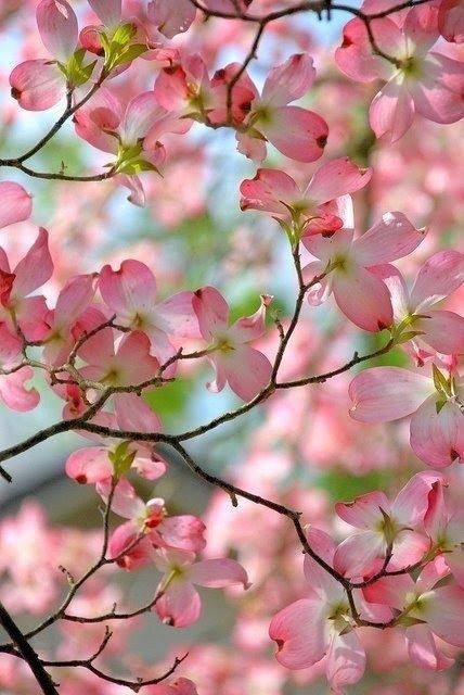 Follow The Yellow Brick Home - Enjoying The Beauty Of Dogwood Trees In The Spring Dogwood Tree Basic Planting, Growth And Care Tips Dogwood Blooms, Pink Dogwood, Dogwood Trees, Flowers Blooming, Have Inspiration, Garden Cottage, Flowering Trees, Beautiful Blooms, Dream Garden