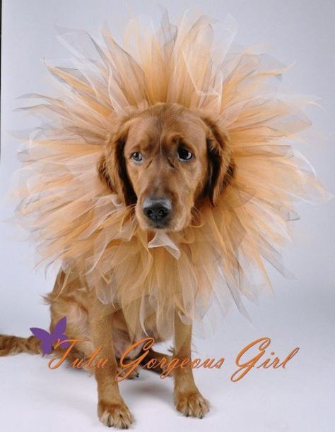 Dog Lion Costume, Lion Costume Diy, Vampire Costume Diy, Dog Lion Mane, Mini Top Hats, Lion King Costume, Dog Tutu, Lions Mane, Lion Costume