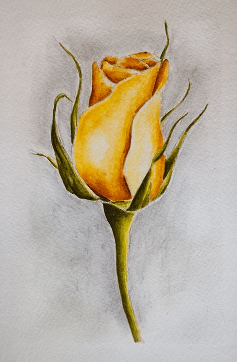 Watercolor Pencil Easy, Watercolour Pencils Ideas, Watercolor Pencil Art Tutorials, Watercolor Pencil Paintings, Aquarelle Pencils Art, Watercolor Pencil Flowers, Watercolor Pencils Ideas, Watercolor Pencil Art Ideas, Water Colour Pencil Drawing