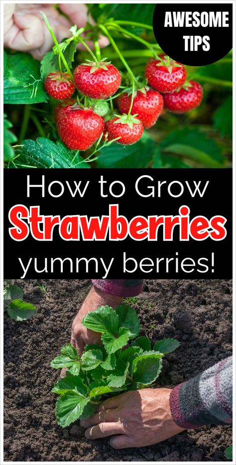 Discover the essentials of growing strawberries with this beginner's guide. Learn how to plant strawberries, care for your plants, and enjoy a bountiful harvest of sweet, juicy berries from your fruit garden. Perfect for new gardeners. Best Way To Grow Strawberries, Strawberry Planting Ideas, Strawberries In A Pot, Ways To Grow Strawberries, Grow Strawberries In Containers, How To Plant Strawberries, Growing Strawberry Plants, Strawberries In Pots, When To Plant Strawberries