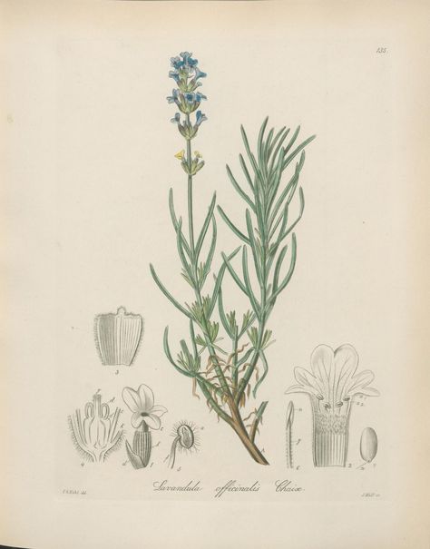 Lavandula angustifolia Miller [as Lavandula officinalis Chaix] Lavandula Officinalis, Lavandula Angustifolia, African Violets, Water Lilies, Lily Of The Valley, Botanical Illustration, Linocut, Daffodils, Pansies