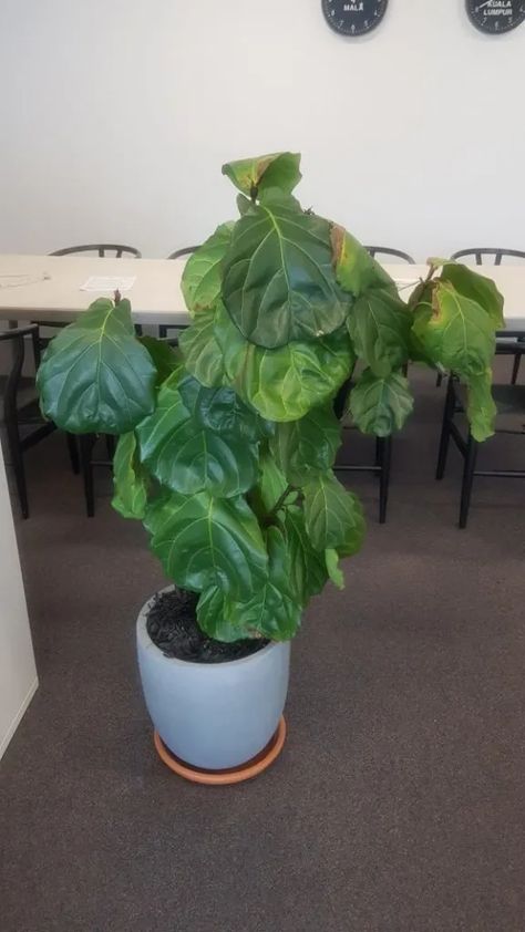 Why Is My Fiddle Leaf Fig Droopy? (Know 5 Reasons) Fiddle Leaf Plant, Leaf Health, Fiddle Leaf Tree, Fig Plant, Fiddle Fig, Plant Problems, Leaf Plant, Fig Leaves, Fiddle Leaf