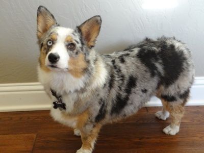 25 UNREAL Corgi Dog Cross Breeds You’ve Got To See To Believe Corgi Australian Shepherd, Corgi Aussie Mix, Corgi Husky Mix, Merle Corgi, Australian Shepherd Red Tri, Australian Shepherd Training, Corgi Cross, Aussie Mix, Australian Shepherd Mix