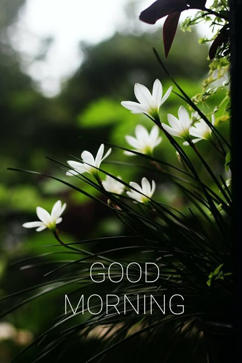 Good Morning Wish, Photos Of Good Night, Good Morning Msg, Morning Msg, Flowers Quotes, Morning Nature, Good Morning Nature, Good Morning Flowers Quotes, Good Morning Images Hd