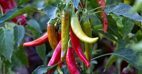 Tips for Growing Cayenne Peppers | Gardener’s Path Cayenne Pepper Plant, Pepper Plant, Epson Salt, Pepper Seeds, Cayenne Pepper, Wrinkled Skin, Cayenne Peppers, Cayenne, How To Grow