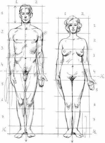 Body Proportion Drawing, Drawing Body Proportions, Andrew Loomis, Buddhist Art Drawing, Human Body Drawing, Drawing Model, Sketching Tips, Human Anatomy Drawing, Human Figure Drawing