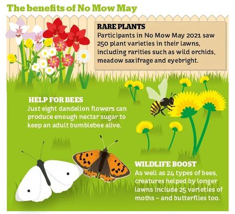 Pollinator Lawn, No Mow May, No Mow Lawn, Grass That Doesnt Need Mowing, Toad Garden, Lawn To Wildflower Meadow, Aerating Your Lawn, Native Biodiversity Lawn, No Mow Grass