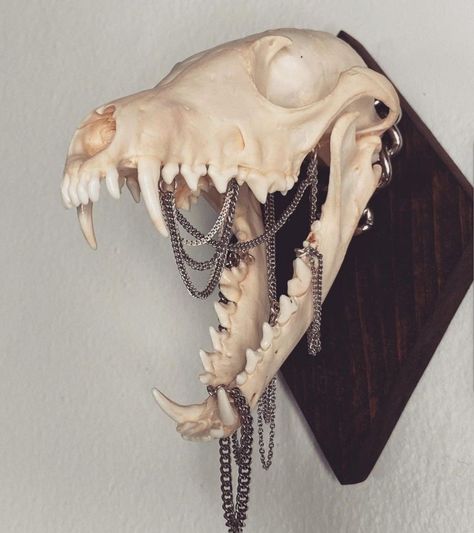 Vulture Culture Tattoo, Animal Jaw Bone Tattoo, Art With Animal Bones, Animal Skull Photo, Painted Coyote Skull, Real Animal Skull Art, Animal Skull Aesthetic, Bone Art Diy, Animal Skull Reference