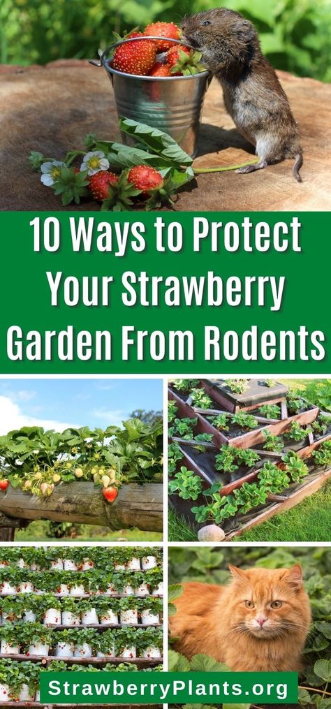 Strawberry Garden Ideas Diy, How To Protect Strawberry Plants, Strawberry Beds Ideas Diy, Strawberry Patch Ideas, Protect Strawberry Plants, Strawberry Planting Ideas, Strawberry Garden Ideas, Strawberry Trellis, Backyard Field