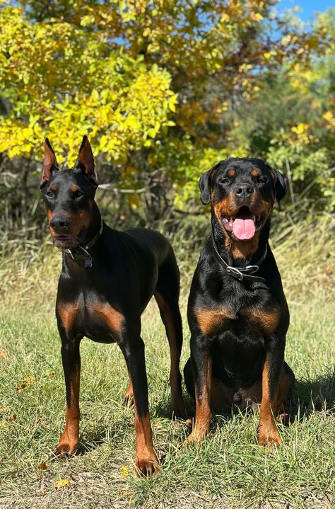 Rotweiler Pup Aesthetic, Rot Wheeler Dog, Rottweiler Doberman Mix Dogs, Rotwiller Dog, Rottweiler Dog Wallpaper, Doberman Uncropped Ears, Doberman And Rottweiler, Rottweiler And Doberman, Black Dogs Aesthetic