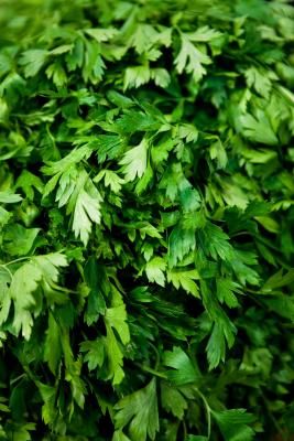 Growing Parsley, Cilantro Plant, Growing Cilantro, Freezing Herbs, Green Garlic, Basil Plant, Healthy Herbs, Square Foot Gardening, Plant Spacing