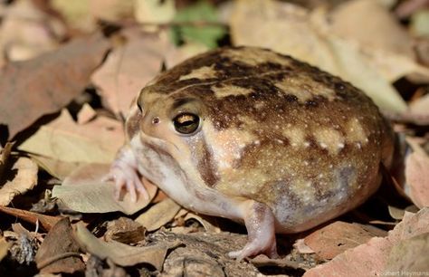 Common Rain Frog, Temperate Grassland, Rain Frog, Frog Pictures, Photo C, Frog And Toad, Cute Memes, Zimbabwe, Say More