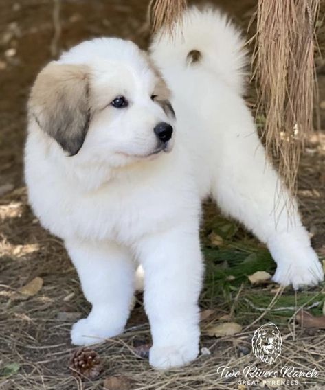 Golden Pyrenees, Best Farm Dogs, Maremma Dog, Pyrenees Puppies, Great Pyrenees Puppy, Pyrenean Mountain Dog, Laura Ann, Livestock Guardian Dog, Great Pyrenees Dog