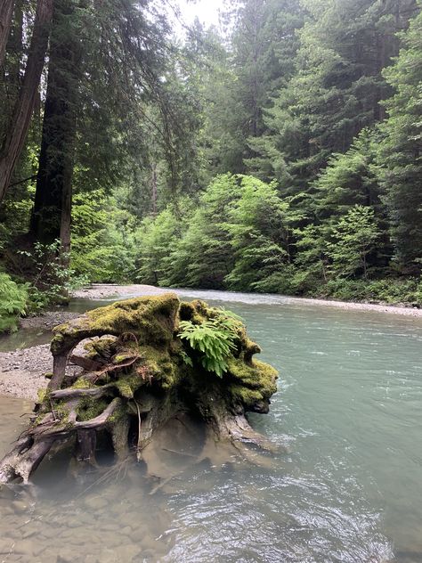 #humboldt #humboldtcounty #bullcreek #creek #redwoods #california California Countryside, Redwoods Aesthetic, California Forest, California Redwoods Aesthetic, California Redwoods, Arcata California, Cal Poly Humboldt, Redwood Trees California, Humboldt County California