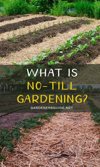 Cultivating or otherwise know as tilling the soil of your garden is an old-age practice of loosing and churning the soil of the garden to help the soil recover and make it easier for you to add compost and plant the seeds. However, you can also do the alternate method which is called “no-till gardening“. ... Read more What is No-Till Gardening? No Till Garden Layout, Garden Tilling, No Till Gardening, Weeding The Garden, No Dig Garden, Regenerative Agriculture, Dig Gardens, Container Garden Design, Garden Weeds