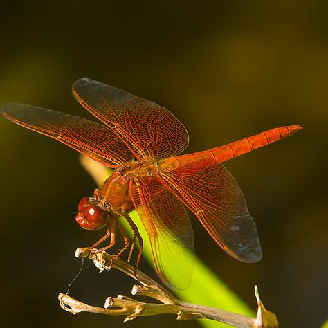 Orange Dragonfly Yellow Dragonfly, Orange Dragonfly, Dragonfly Close Up, Dragonfly Photos, Emperor Dragonfly, Dragonfly Macro Photography, Dragonfly Wings, Insect Collection, Dragonfly Dreams