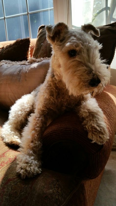 Wirehaired Fox Terrier, Lakeland Terrier, All Breeds Of Dogs, Welsh Terrier, Terrier Breeds, Fox Terriers, Wire Fox Terrier, Puppies And Kitties, Pet Fox