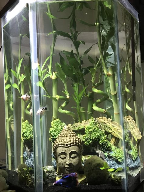 10 gallon,hexagon,betta tank with bride, Buddha, and bamboo. Moss balls and banana plants. 1 betta with company. Buddah Theme Fish Tank, Hexagon Fish Tank Ideas, Bamboo Fish Tank, Hexagon Aquarium Ideas, Hexagon Aquarium, Crystal Fish Tank, Hexagon Fish Tank, Cool Fish Tank Decorations, 10 Gallon Fish Tank