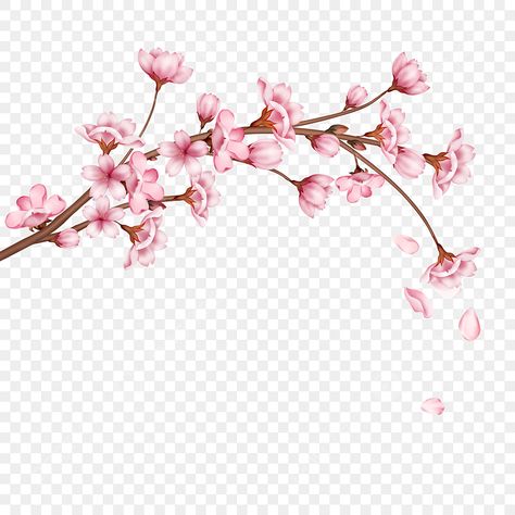 Cherry Blossom Pattern Design, Cherry Blossom Graphic Design, Cherry Blossom Graphic, Sakura Background, Cherry Blossom Png, Cherry Blossom Aesthetic, Cherry Blossom Clipart, Chinese Cherry Blossom, Cherry Blossom Images