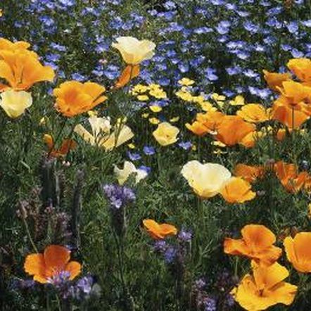 Hemera Technologies/Photos.com/Getty Images Leach Field, Growing Poppies, Septic System, Wildflower Garden, California Poppy, Top Soil, Septic Tank, Wildflower Seeds, Plant Needs