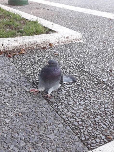 Pigeon Sitting, Funny Pigeon, Silly Birds, Cute Pigeon, Pigeon Bird, Arte Peculiar, Funny Parrots, Funny Birds, Silly Animals